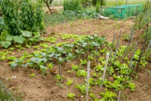 Paradicsom palánta kiültetése, Kerti társítás: bazsalikom a paradicsom mellett, Öntözőrendszer telepítés a Green Garden Budapest által