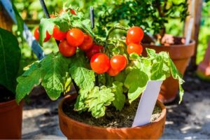 Paradicsom palánta cserépben, érett fürtös paradicsomokkal, nyári kertben – júniusi kerti teendők, növényültetés és gondozás a Greengarden Budapest útmutatója szerint.
