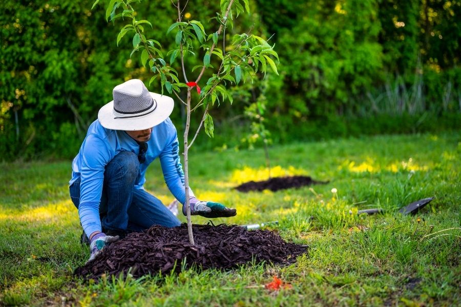 Őszi faültetés mulccsal Budapesten – szakértő kertépítés a Greengarden Budapesttel, optimális talajelőkészítéssel és kertgondozási tippekkel.